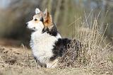CORGI PEMBROKE 538